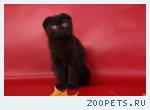 чёрные вислоухие кошечки