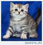 Британские плюшевые Серебристые котята (Вискас) Шоу-класс!