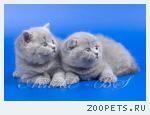 Шотландские короткошерстные котята