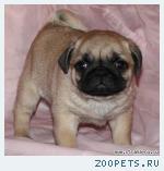 Продаю щенка мопса