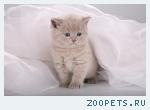 Чистопородные британские котята!!