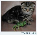 Шотландские вислоухие котята редких окрасов