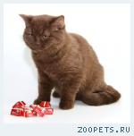 Шоколадная стрэйт кошечка. котенок брид класса