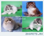 Продаю котят.