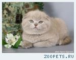 Шотландские вислоухие котята
