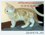 Британские мрамоные котята  из питомника VIVIAN.