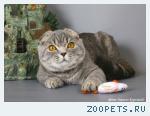 Шотландские/скоттиш фолд/ вислоухие котята