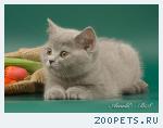 Британские котята от Чемпиона Мира.