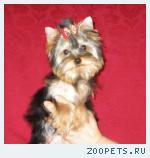 Йоркширский терьер щенки