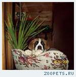 ЩЕНКИ СЕНБЕРНАРА
