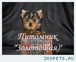 Очаровательные щенки Йоркширского терьера