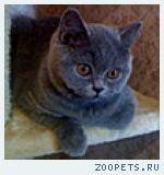 Британские котята. Питомник SILVERY SNOW