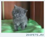 Британские  котята
