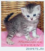 Британские котята вискас из питомника VIVIAN.