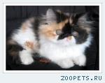Персидская кошечка