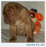 Щенки Бордоскогодога