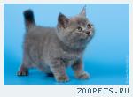 Купить британского котенка