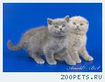 Шотландские короткошерстные котята