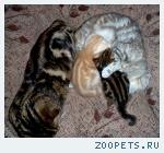 Британские котята. Черный мрамор на золоте и кремовый