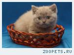 Лиловые и шоколадные с белым британские котята.