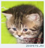 Британские мрамоные котята  из питомника VIVIAN.
