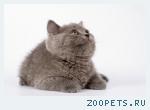 Британские котята