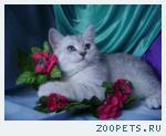 Шотландский котенок мальчик