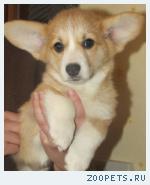  ВЕЛЬШ КОРГИ ПЕМБРОК