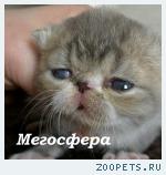 Экзотические  и персидские котята