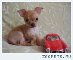 Чихуахуа