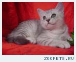 Шотландский котенок мальчик