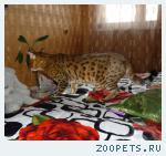 Бенгальский кот,вязка