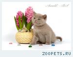 Британский котенок в подарок любимым!