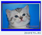 Британские котята из питомника Daryacats
