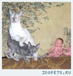 Ориентальный котенок голубого черепахового окраса.