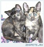 Ориентальные котята.