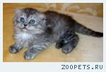 Шотландские вислоухие и британские котята и Хайленд