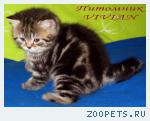 Британские мрамоные котята  из питомника VIVIAN.
