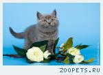 Купить британского котенка