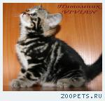 Британские мрамоные котята  из питомника VIVIAN.