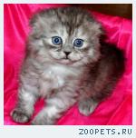 Шотландские вислоухие и британские котята и Хайленд