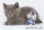 Британская КОШЕЧКА