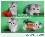 Экзотические котята(персидские с короткой шерстью)