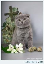 Шотландские вислоухие котята