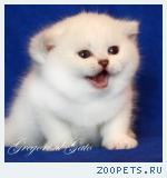 Британские серебристые шиншиллы шоу-класс с фиалковыми и изумруд