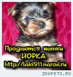Щенки ЙОРКШИРСКОГО ТЕРЬЕРА