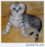 Шотландские вислоухие и британские котята и Хайленд