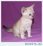 Бенгальские Котята