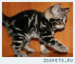 Британские мрамоные котята  из питомника VIVIAN.