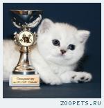 Британские серебристые шиншиллы шоу-класс с фиалковыми и изумруд